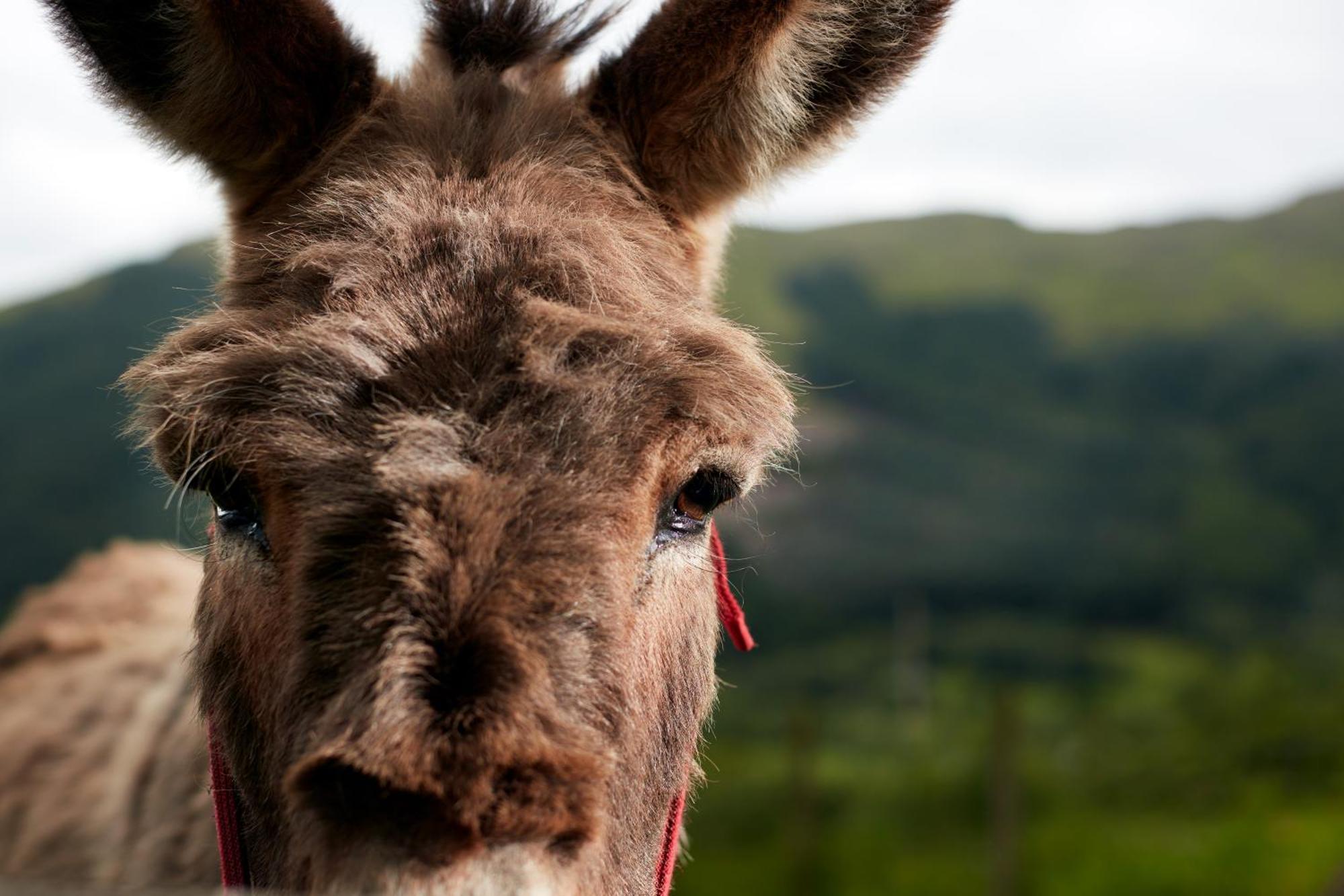 Monachyle Mhor Hotel Lochearnhead